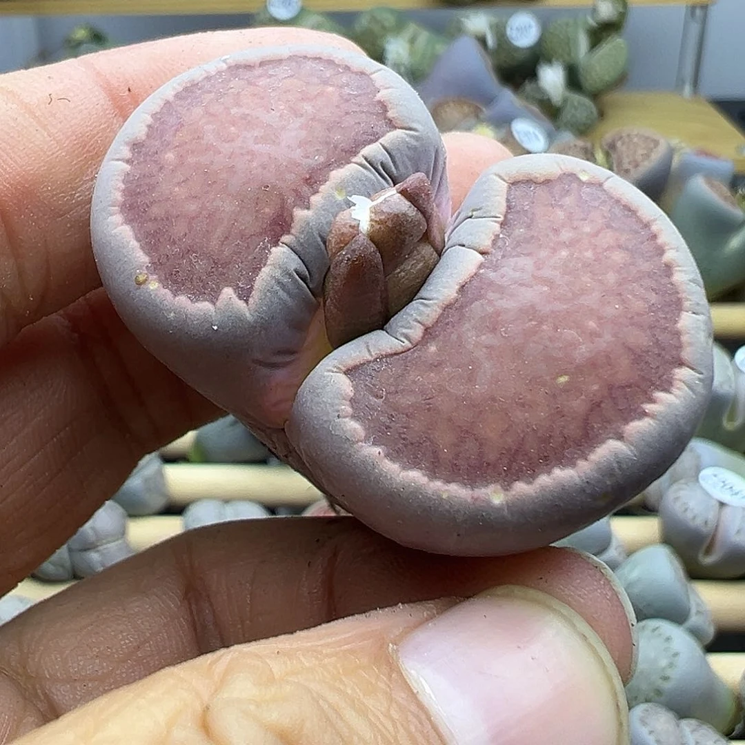 2104 生石花纯纯下播福利