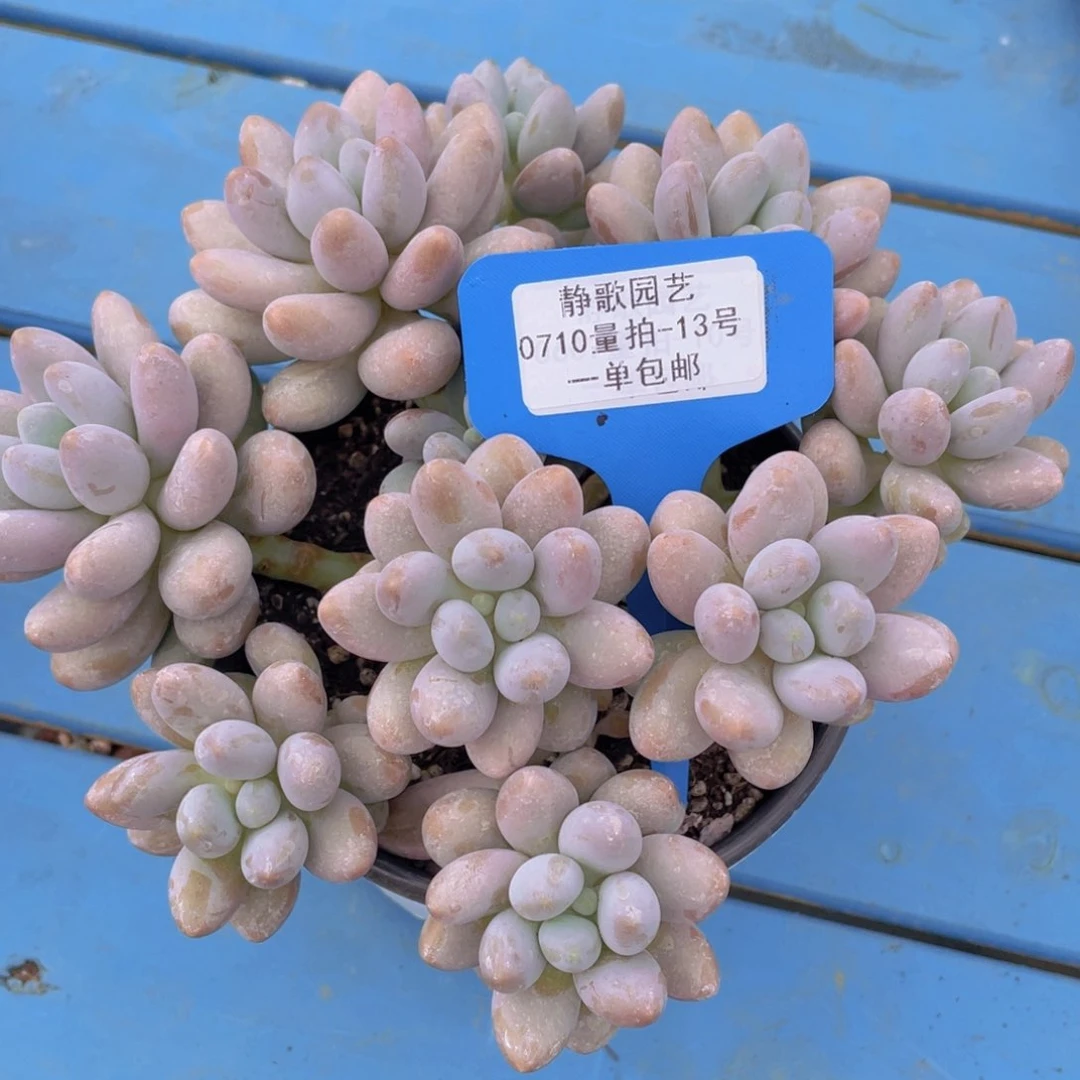 0710-13-母本大群汤圆一颗量拍