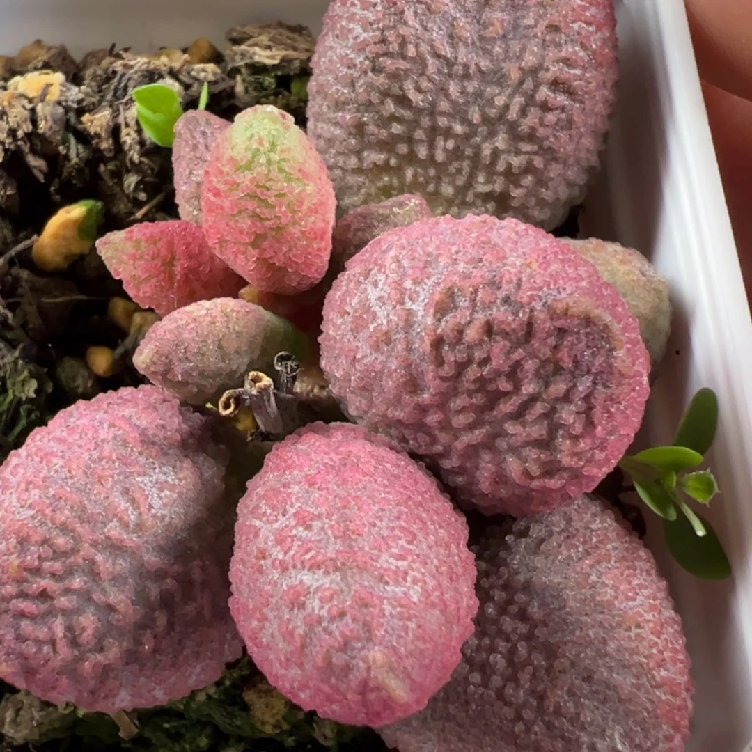 138号多肉植物水泡