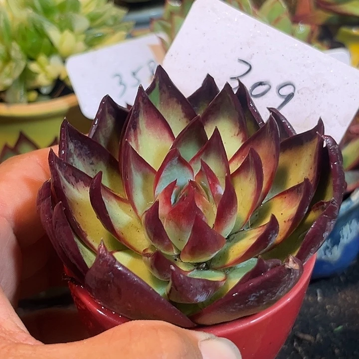 惊鸿一物一拍包装收缩花旱309