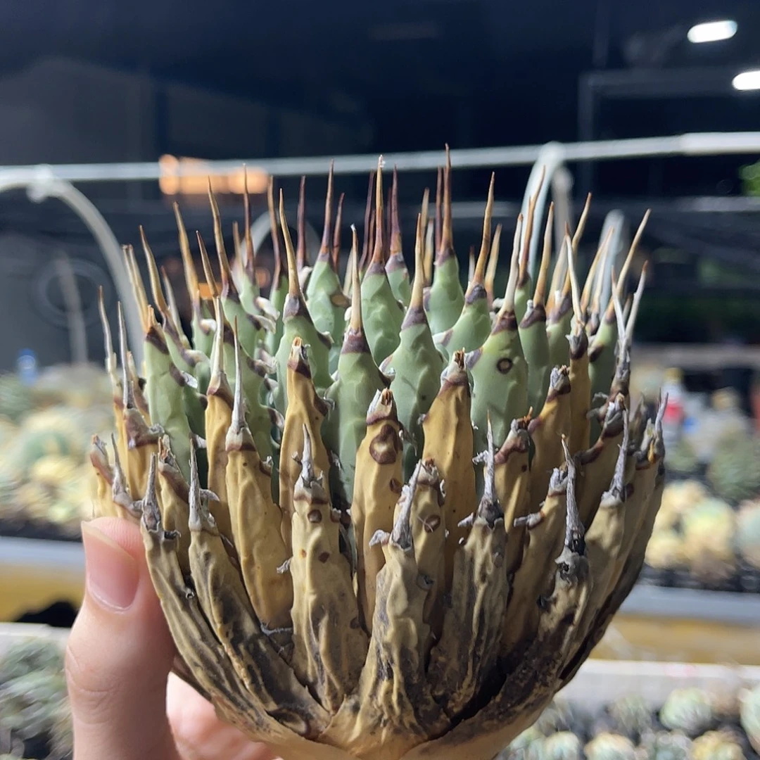 断刺较多福利价出