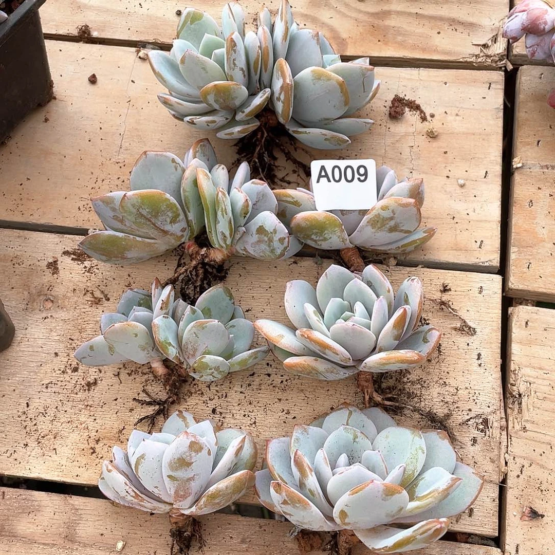 009多肉植物多肉植物