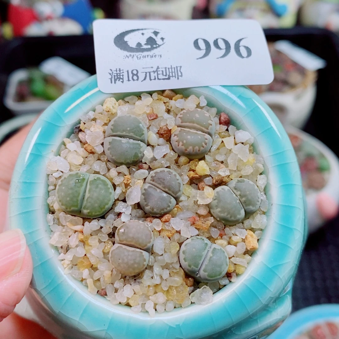 生石花花花花开了996