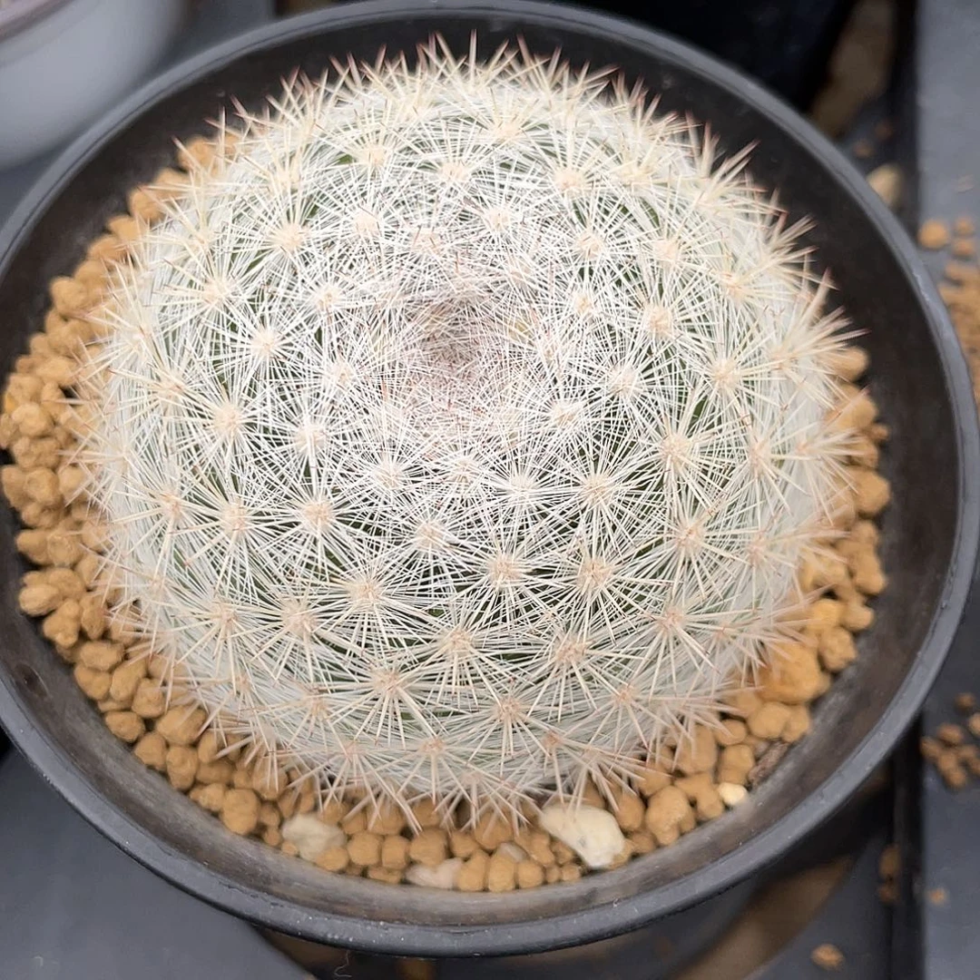 仙人球樱月属满月实生6.2厘米