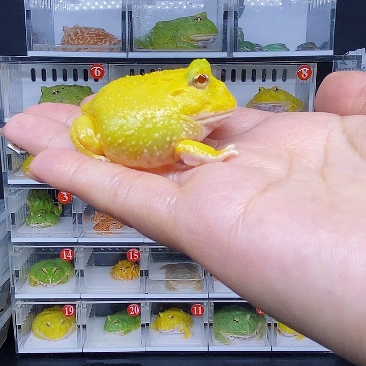 特价秒杀活动蛙蛙