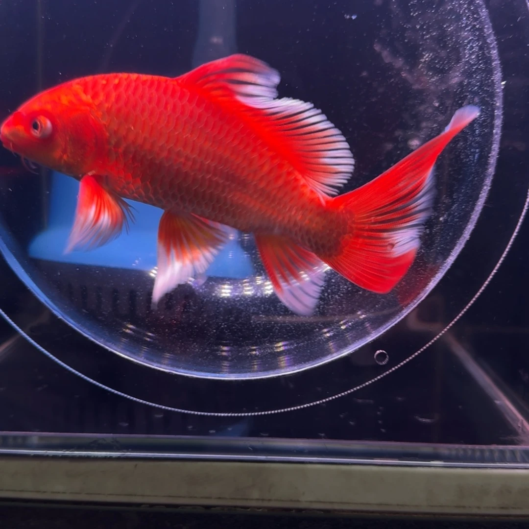 中国大陆红色蝴蝶鲤活观赏鱼