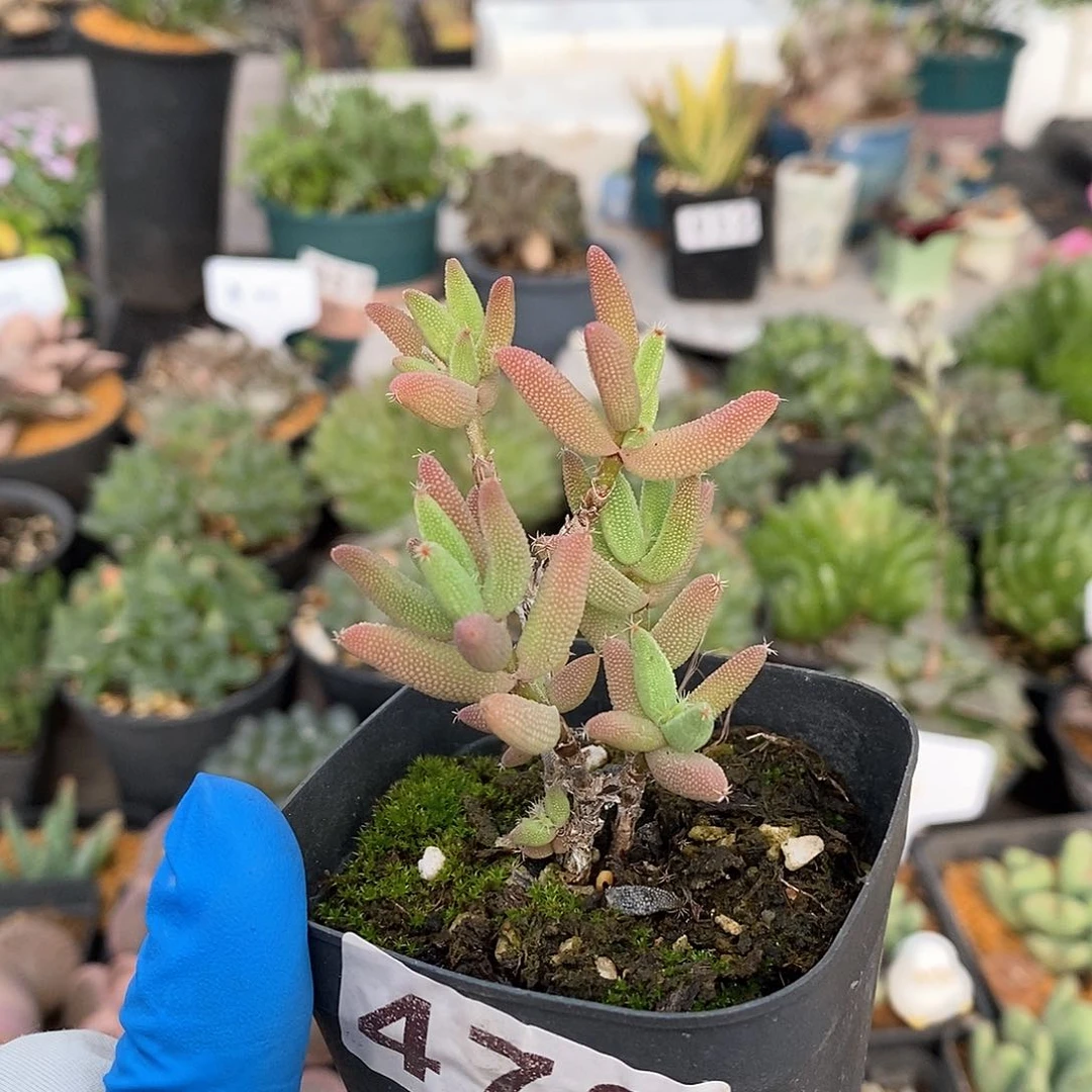 473 玉米枝干 脱土留土团