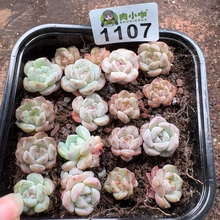 无花朵多肉植物多肉植物