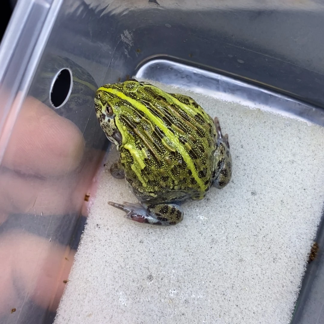 角蛙非洲牛蛙编号870