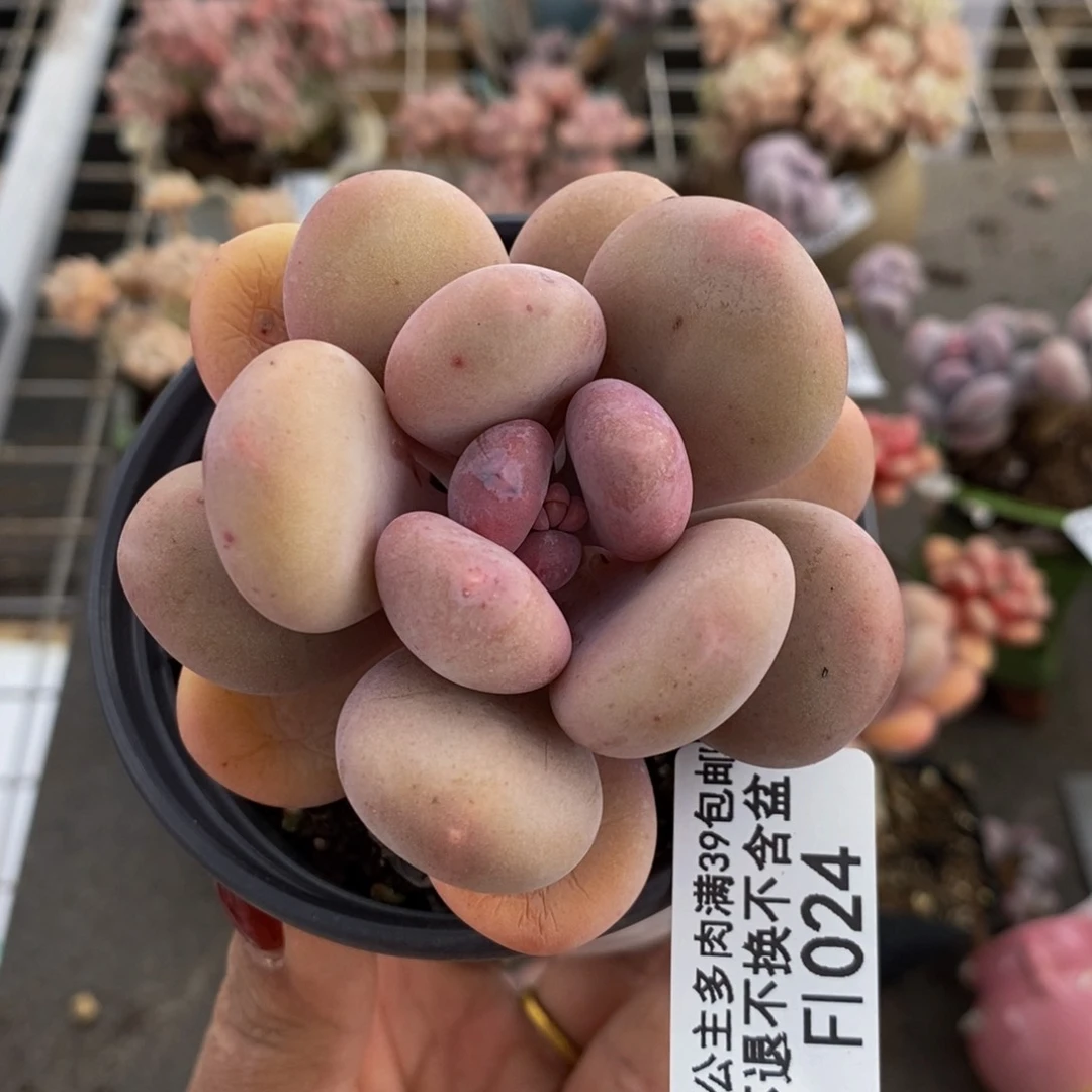 蛋黄奶酪024/7c m