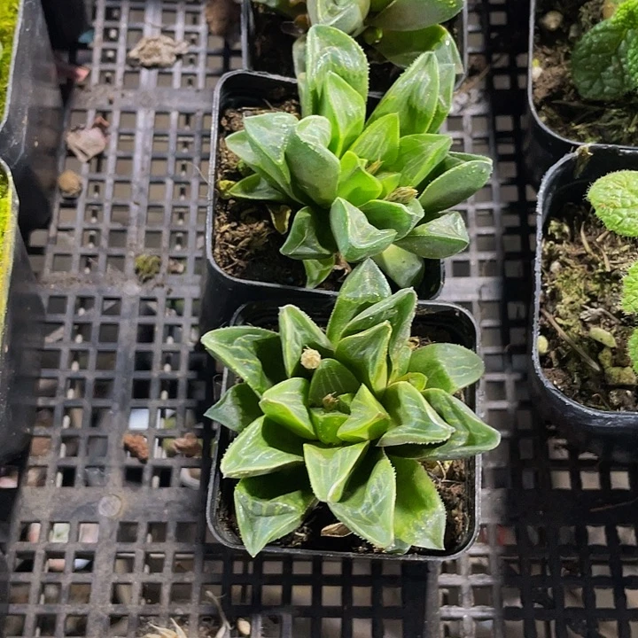 姬寿2.8带盆土发货