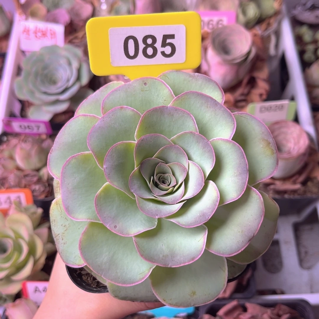 生长期山地玫瑰085