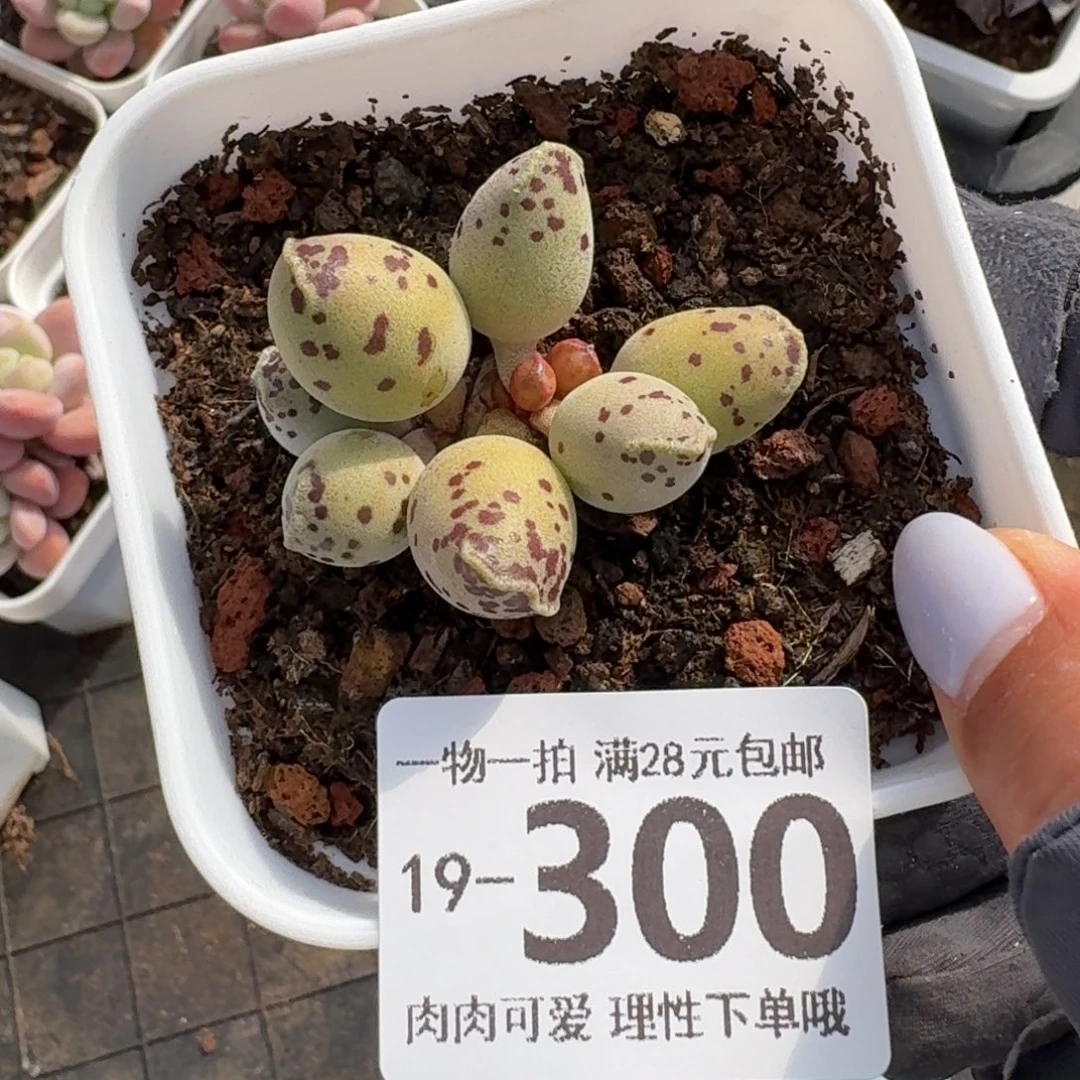 海豹会掉叶子不售后