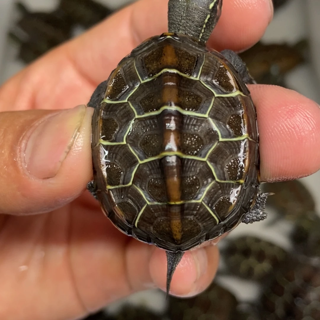 中华草龟不分公母