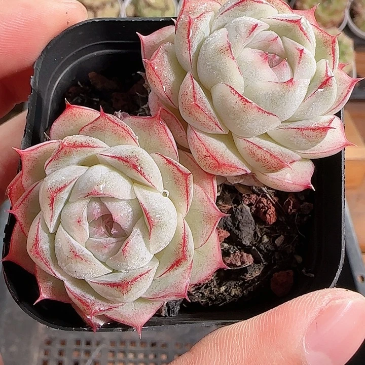 1116------122白底边线女王