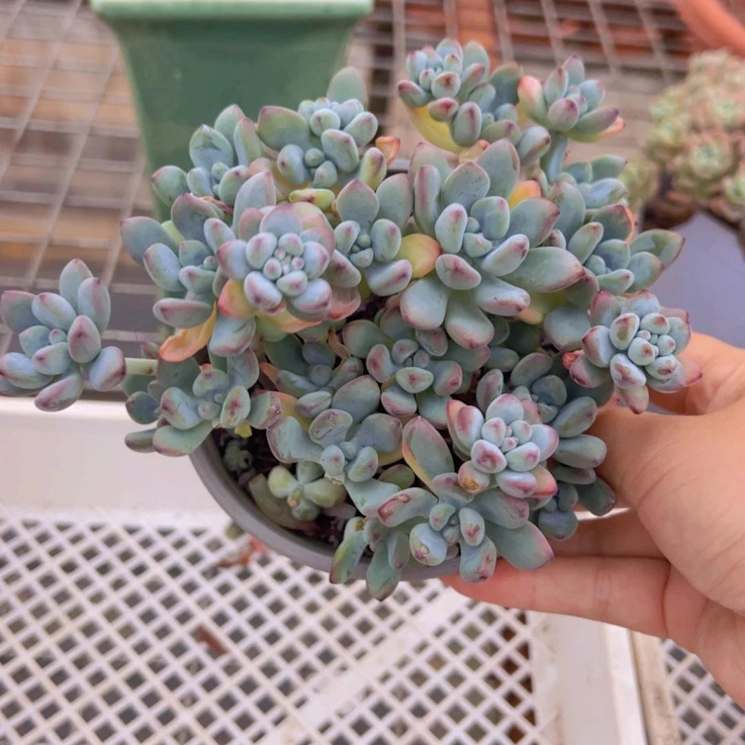 汤姆漫画散装带盆土