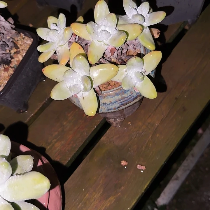 汤***师拇指仙女杯多肉植物