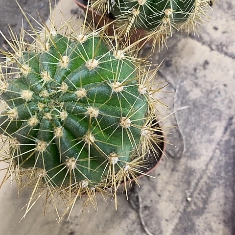 2个毛花，6-10公分左右