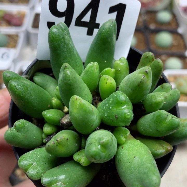 941少将群带盆ll