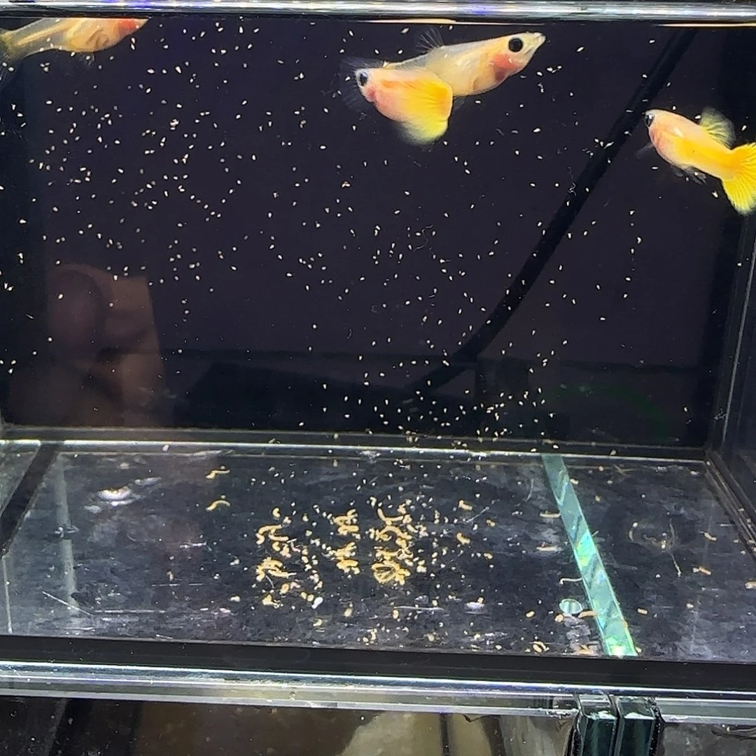 孔雀鱼黄金玻璃猫两对