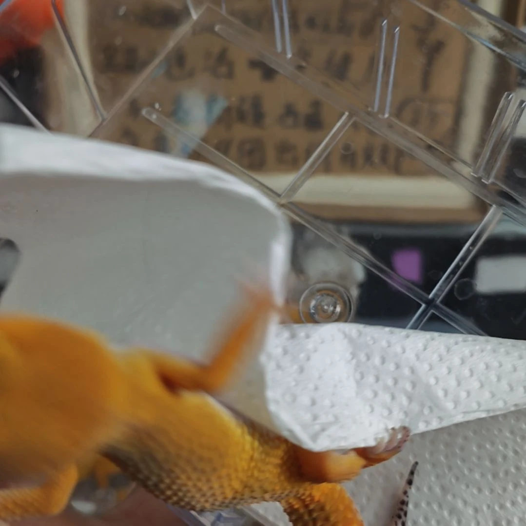 豹纹守宫豹纹守宫蜜橘公