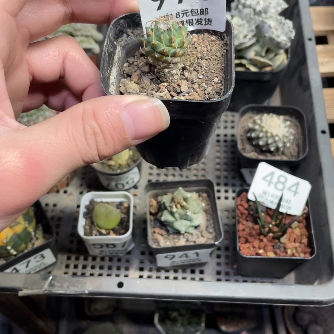 970安德森（满18包邮）