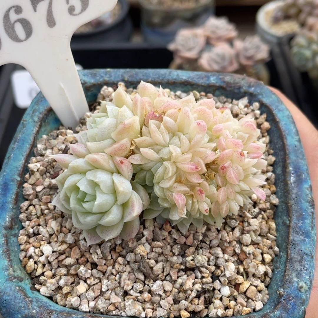 0675白月影缀不带盆7厘米