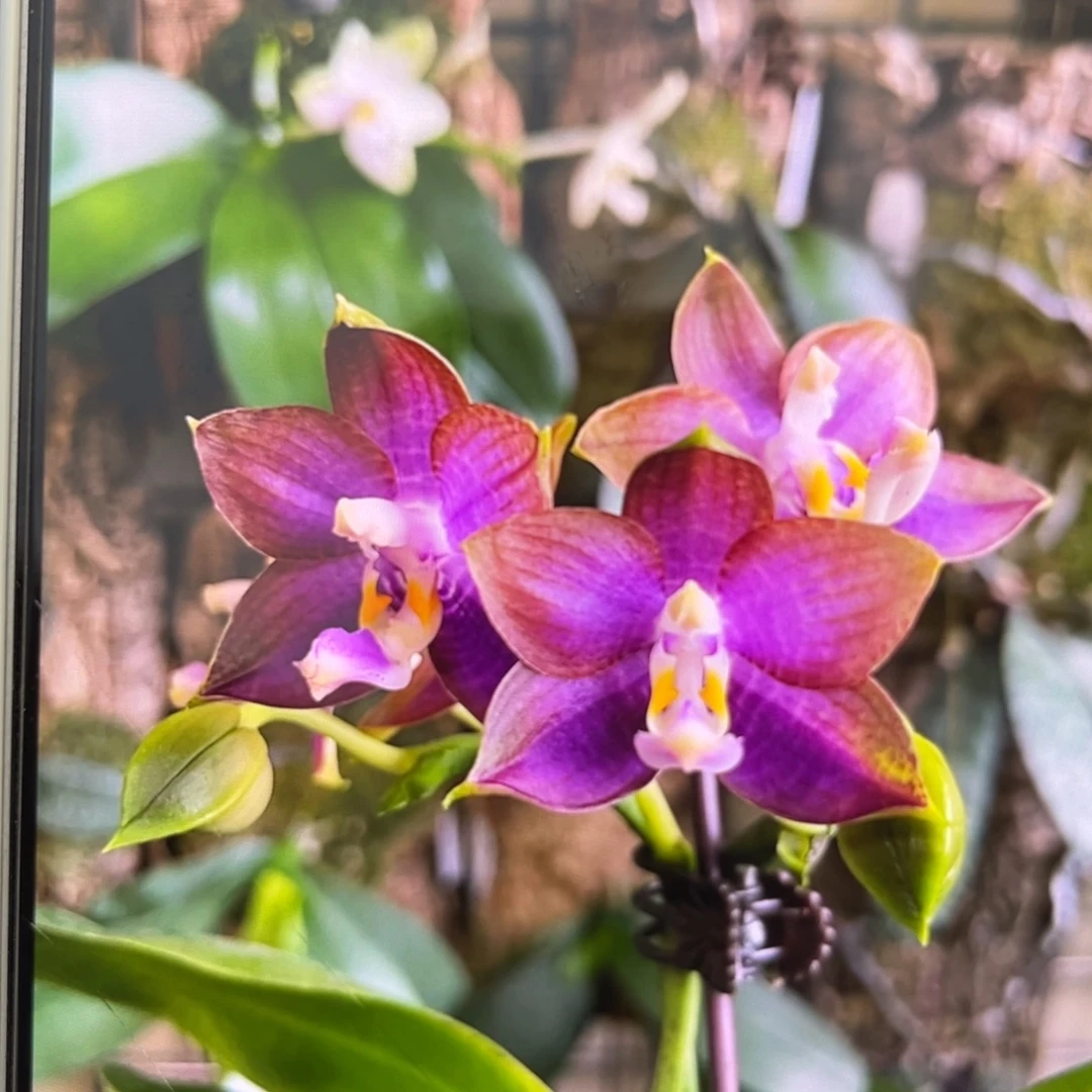 无花朵1.7寸弥陀蓝环苗