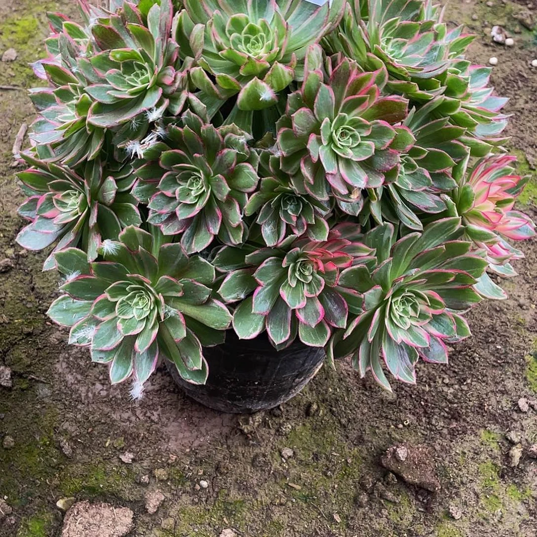 芳***旧多肉法师702号万花筒发货不包损