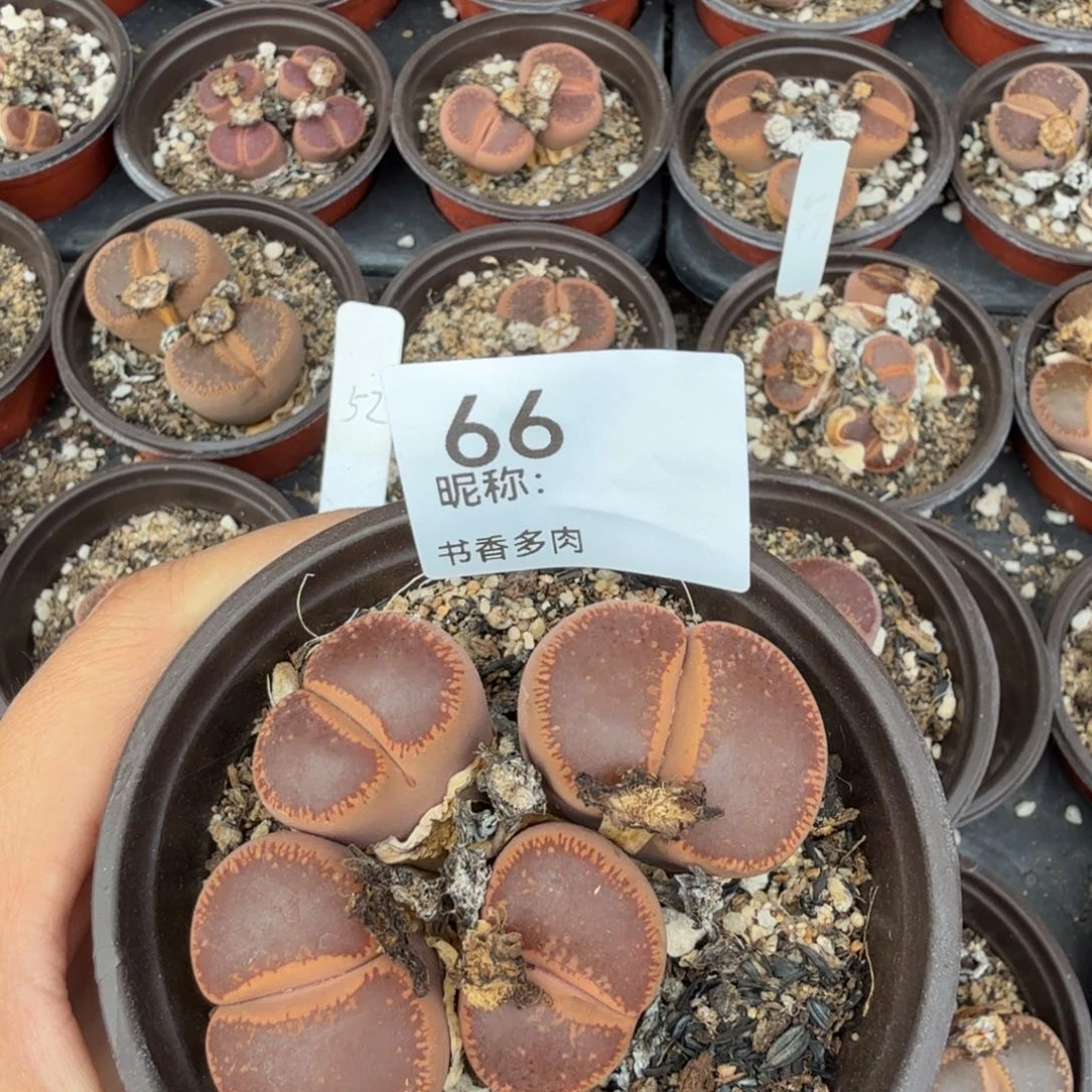 多肉植物多肉植物多肉植物