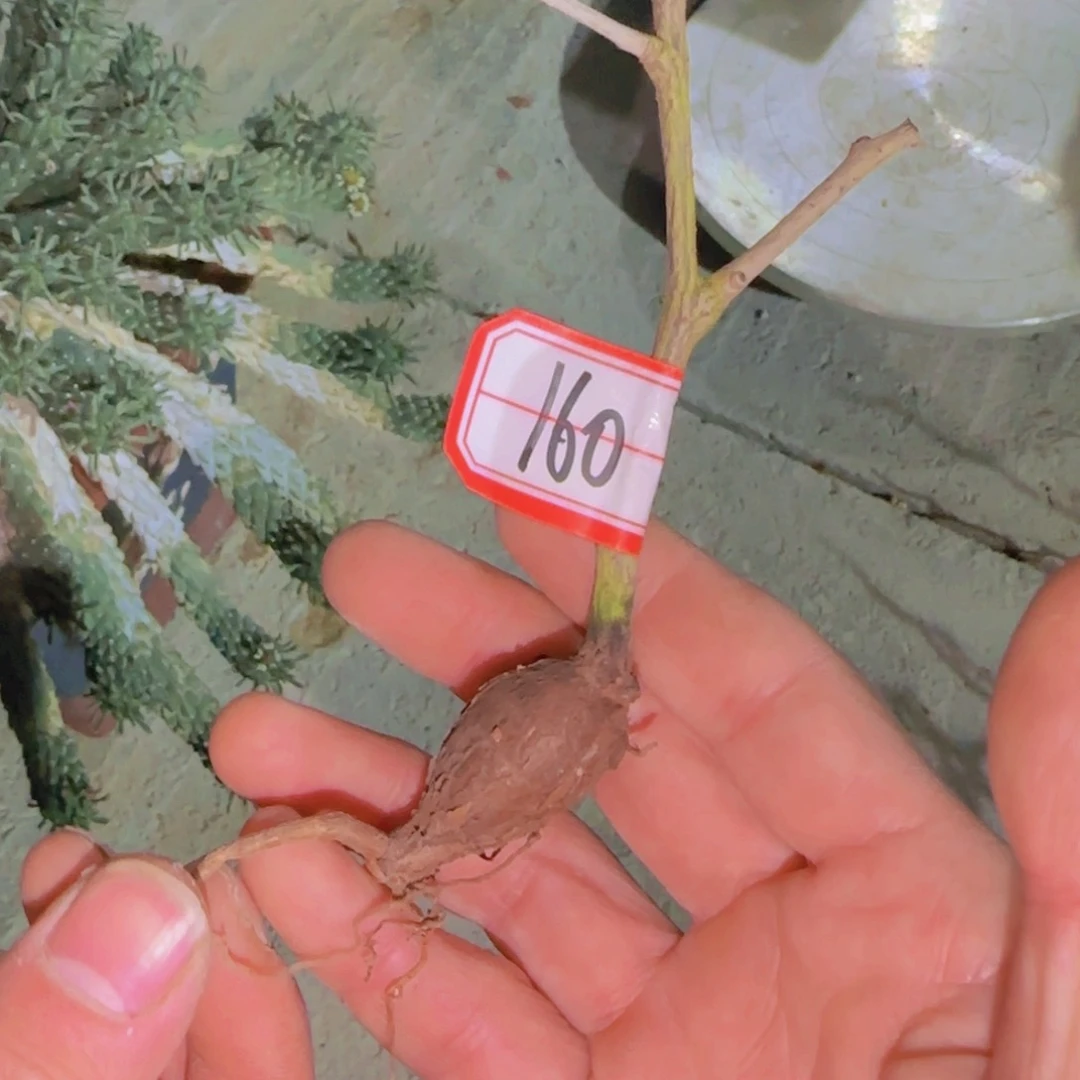 @***块根植物块根植物