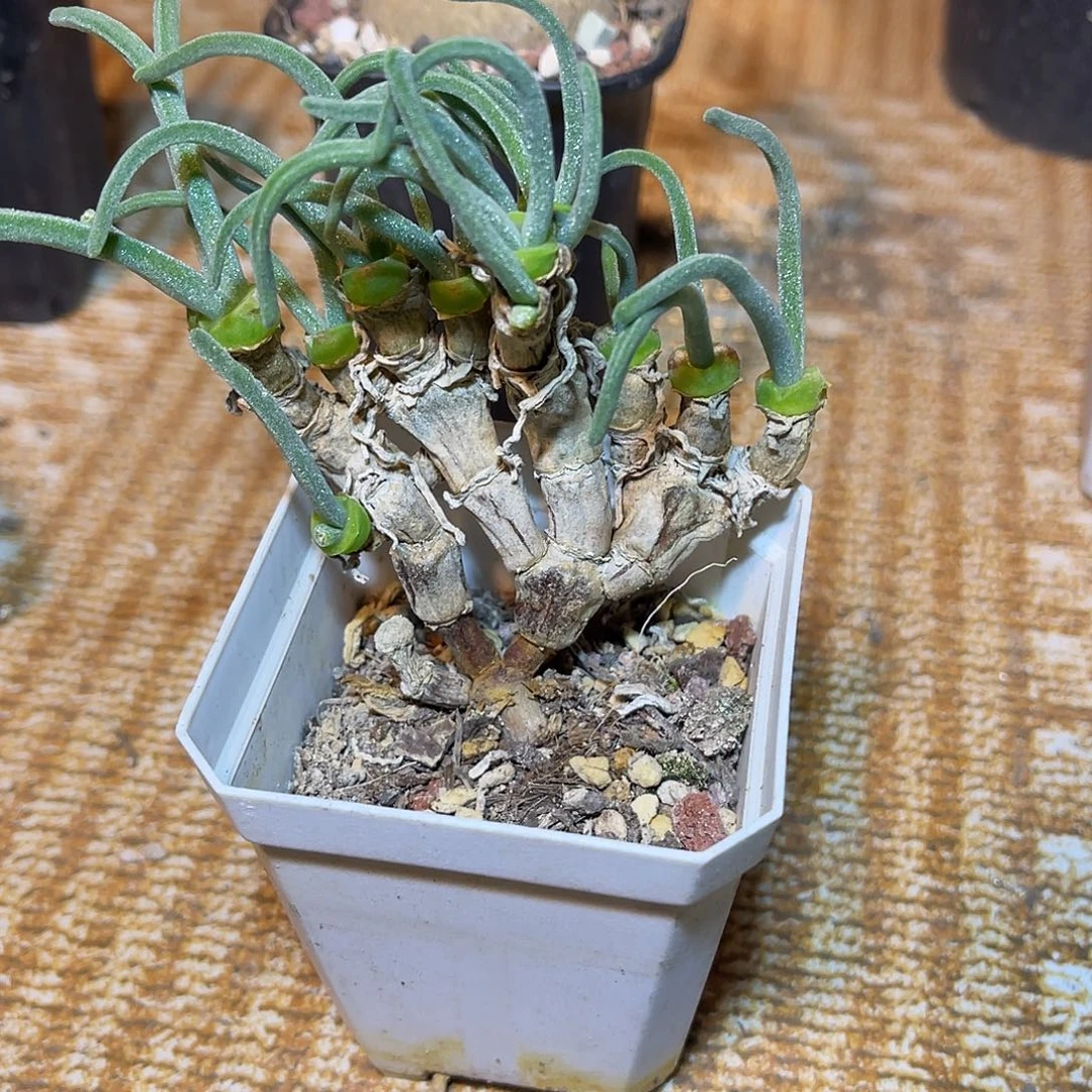 实生兔斯基一物一拍下单包邮