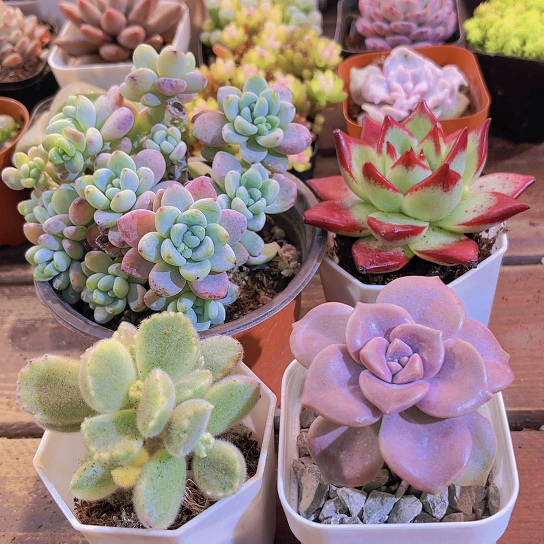 如图4盆11111111111111111111