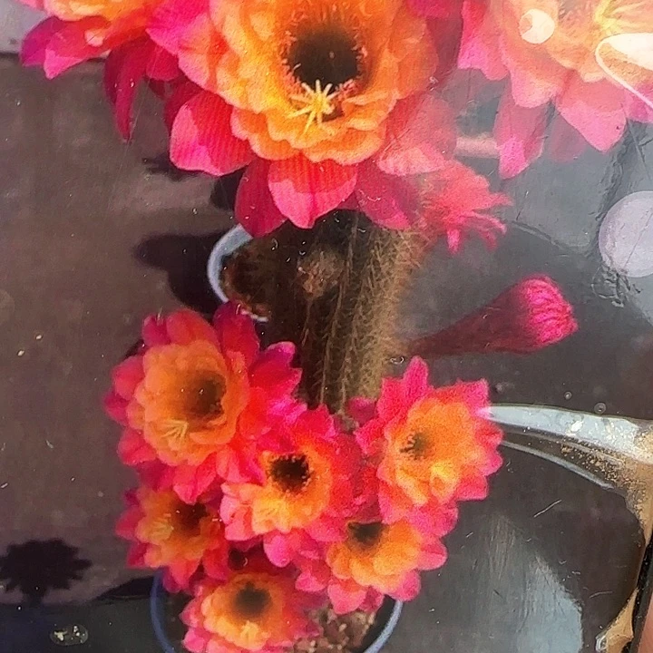时光20一个包邮的毛花柱