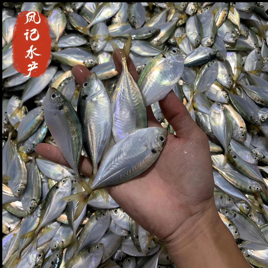 汕尾本港  西瓜皮鱼