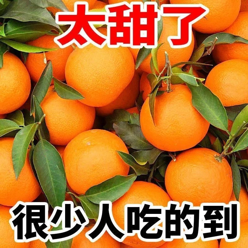 农家自种血脐橙垫江县白家镇包邮到家