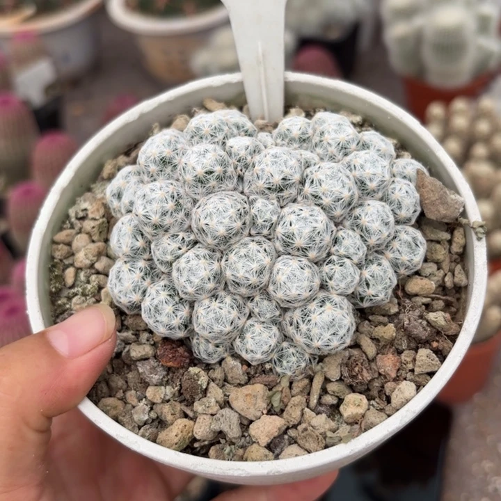 G***e1043群生春星好美