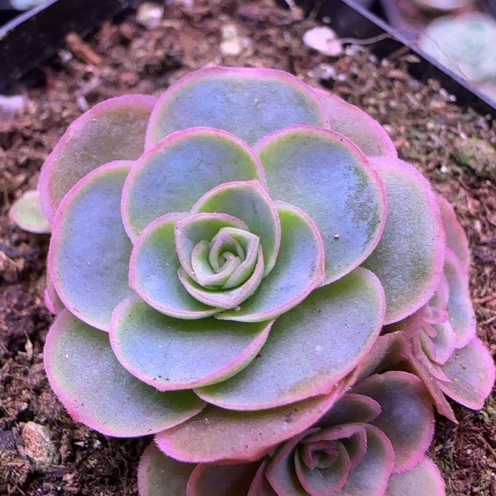 捧花4厘米1124343468686