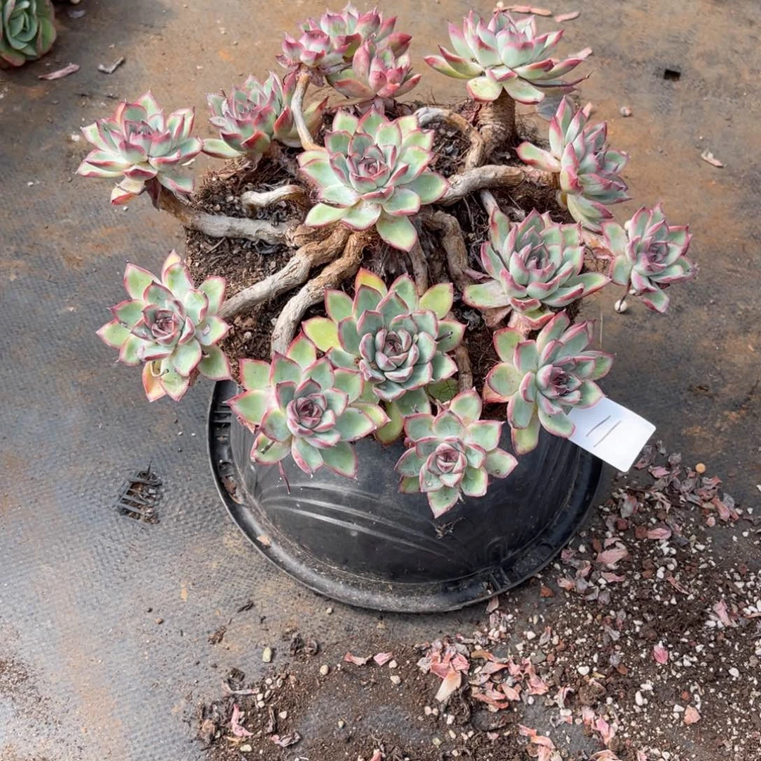 书*0011荷花多肉植物