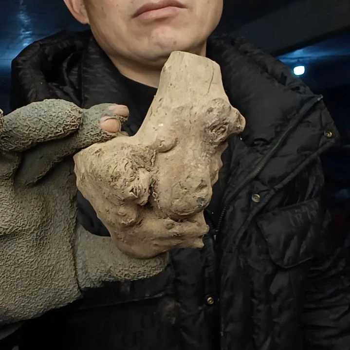 稳定木哈*贵州檬子木   铁马鞭   根艺  半成品