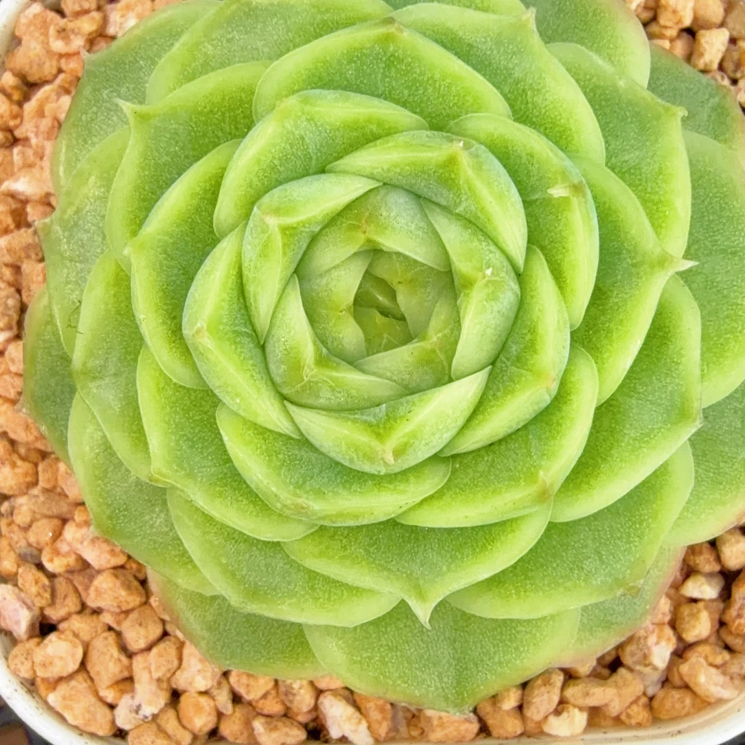 J294 青色和田多肉一颗 4.5-5厘米