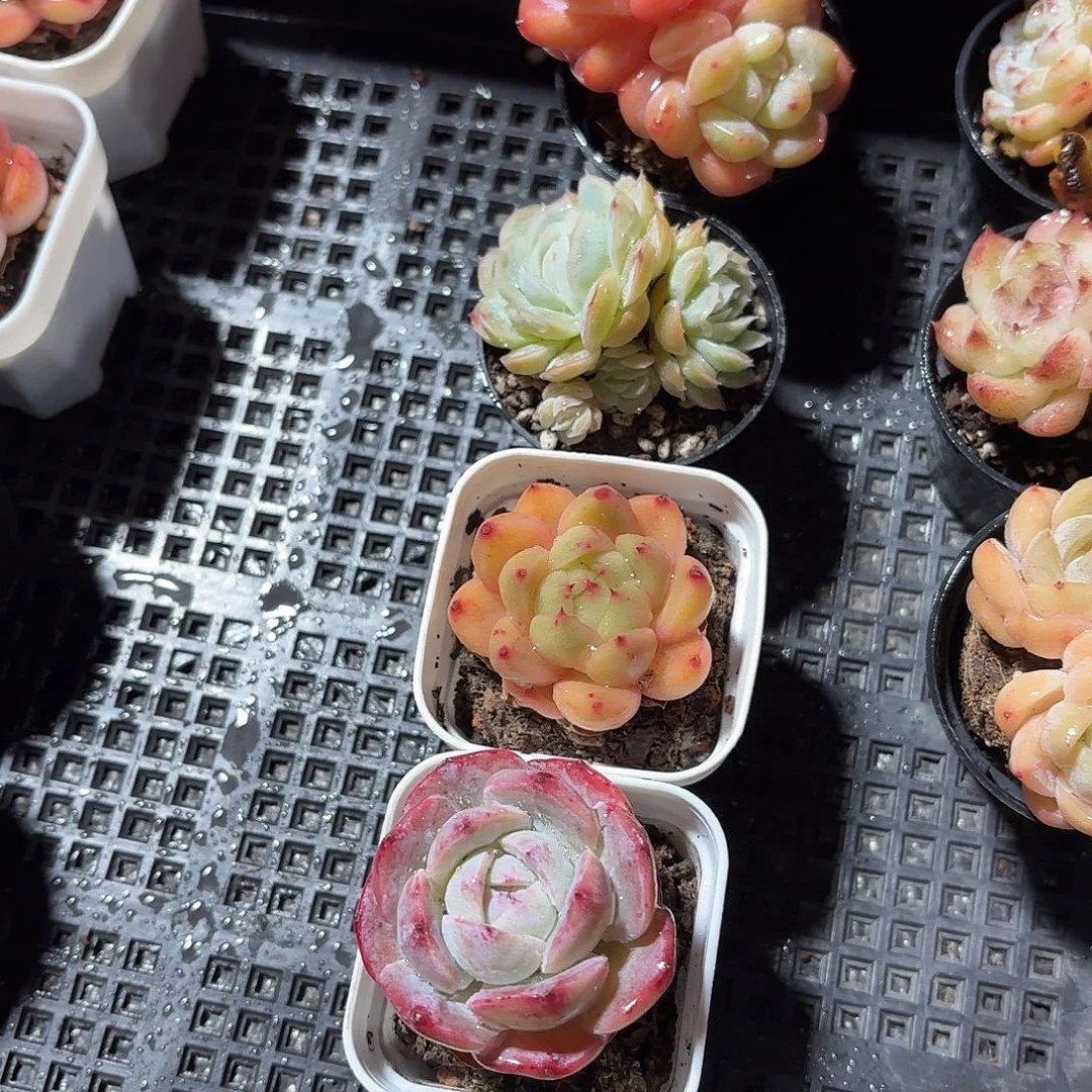 多肉杂交5颗一组680