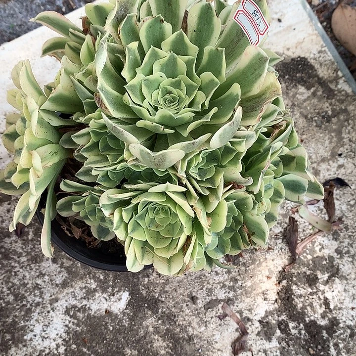 813绿豆沙多肉植物