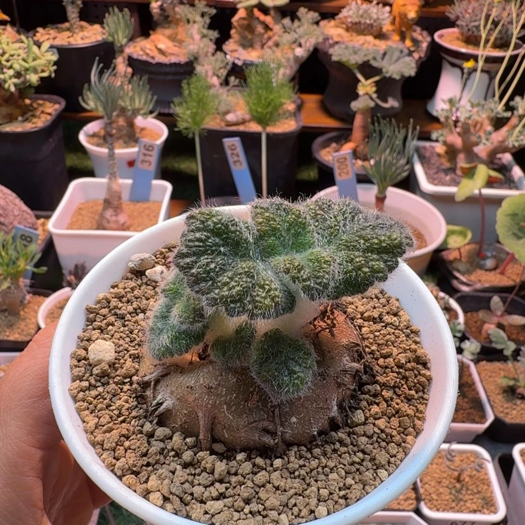 断涯皇子997 仙人球