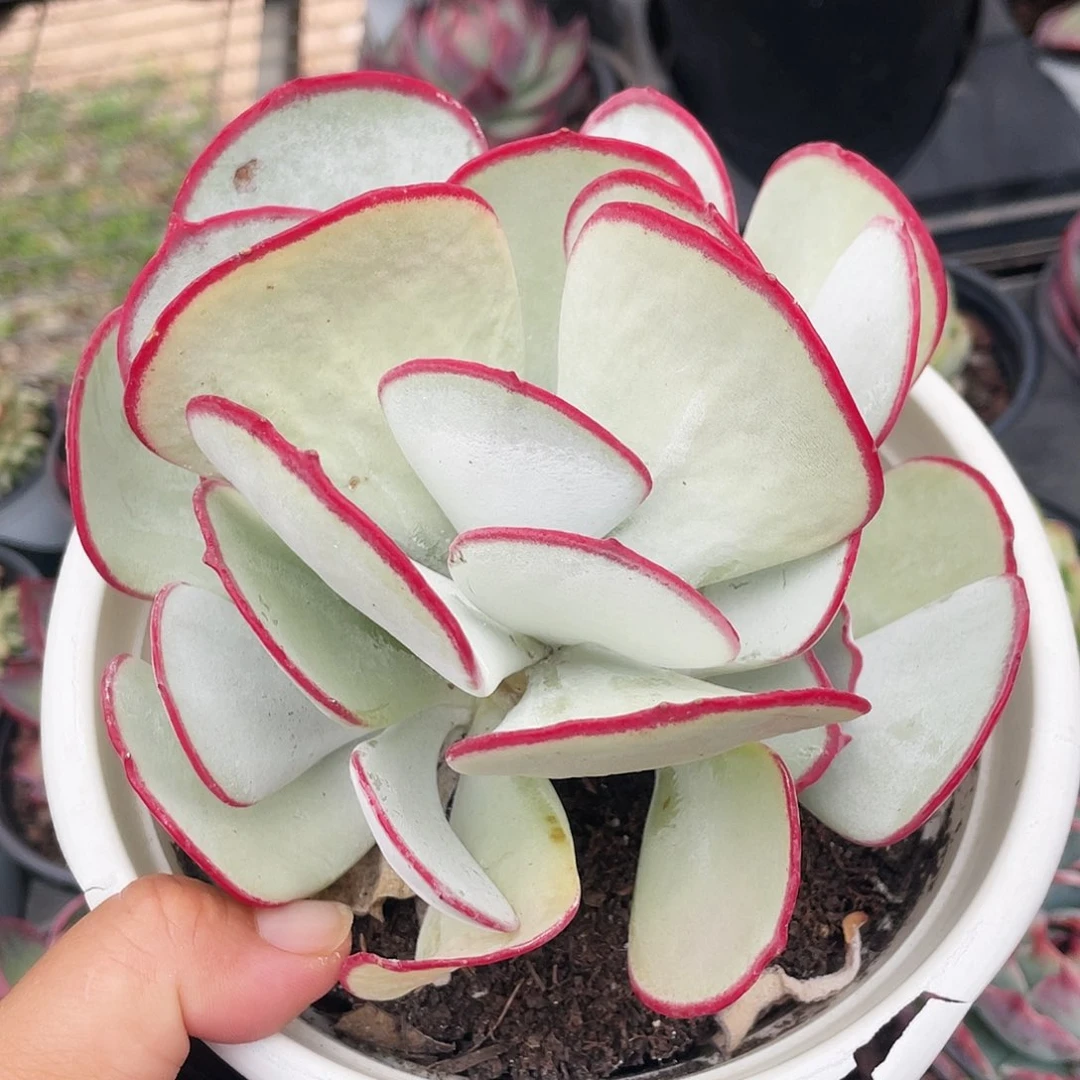 白眉3333333338888888