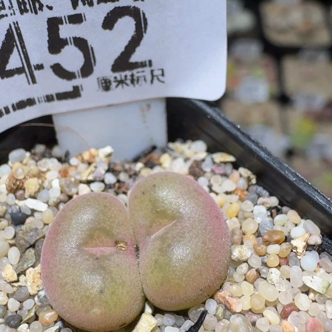 Ssss精品生石花452