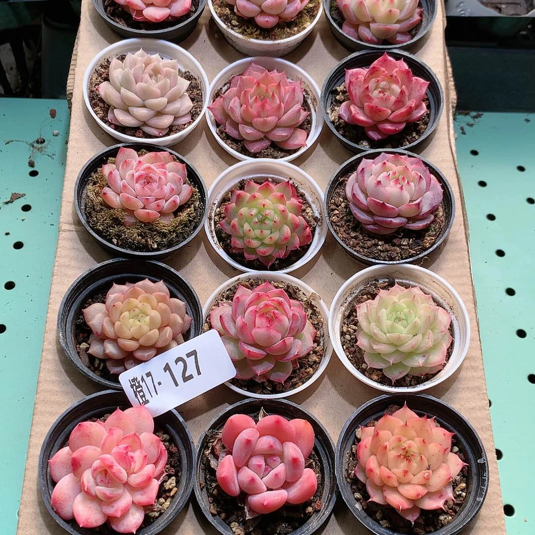 17-127一物一拍带盆18颗。