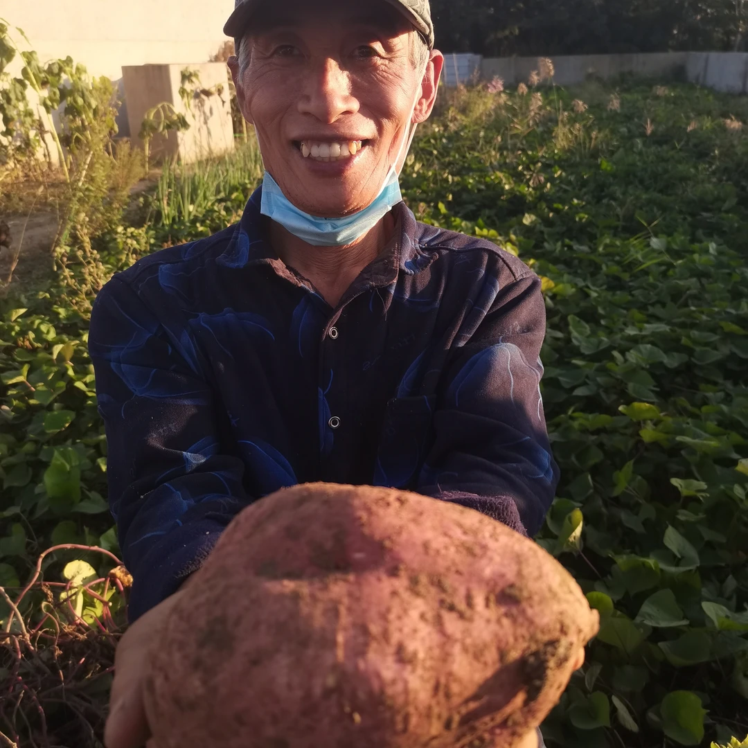 板栗红薯农家院地瓜原生态种植无农药无残留粪肥种植自产自销5斤
