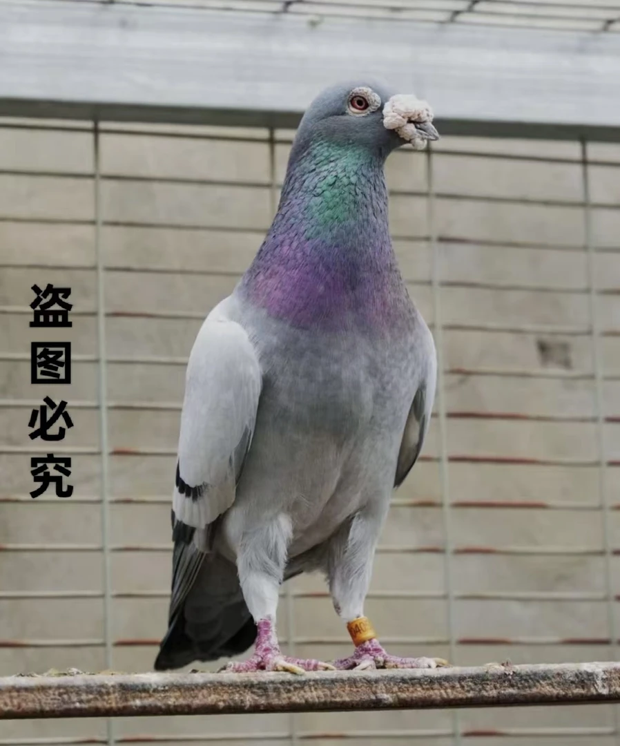 灰色鸽子模具，直播专用