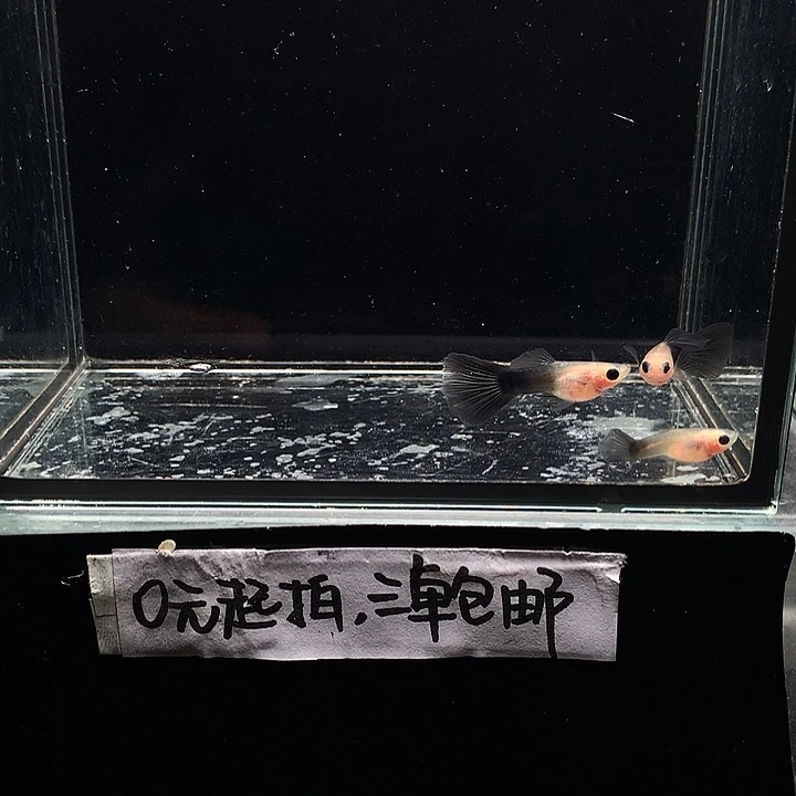 孔雀鱼兰礼服玻璃猫公3